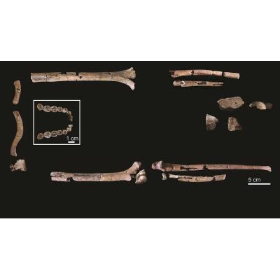 Un estudio detalla cómo era el esqueleto más antiguo y completo conocido de 'Homo habilis'