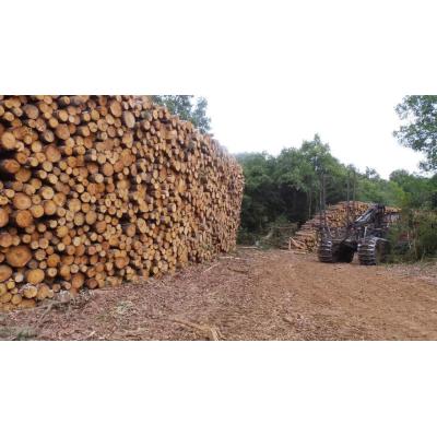 Navarra publica una guía para reducir los accidentes laborales en el sector forestal
