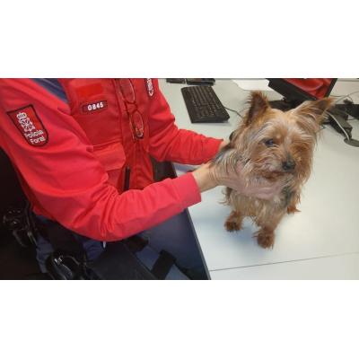 Se busca a los dueños de una perrita perdida en Pamplona