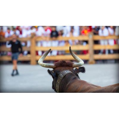 Aoiz convoca una consulta vinculante sobre el futuro de las vacas en fiestas