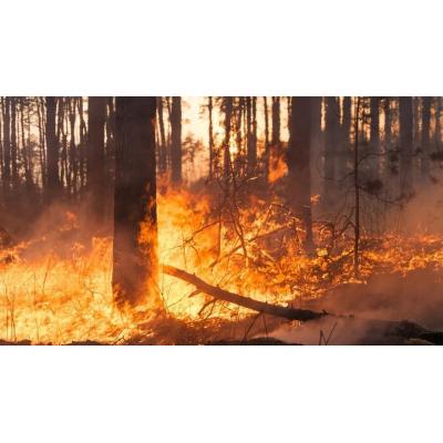 Prevenir los incendios forestales en España