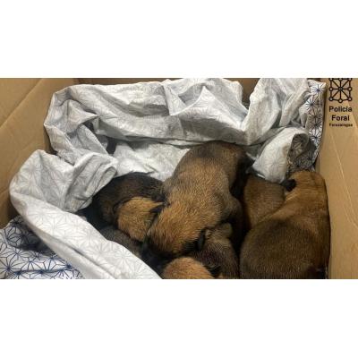 La otra cara del día de San Antón: abandono de mascotas y pérdida de fauna urbana