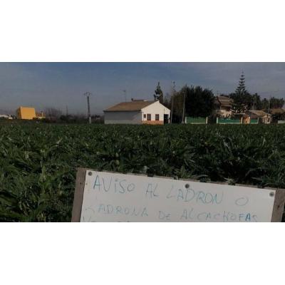 Le roban alcachofas de la huerta y el aviso que pone que da miedo