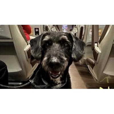Buscan a Boro, un perrito perdido en el accidente de Adamuz