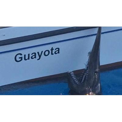 Así es el aterrador 'tiburón duende' que se ha avistado por primera vez en aguas de Canarias