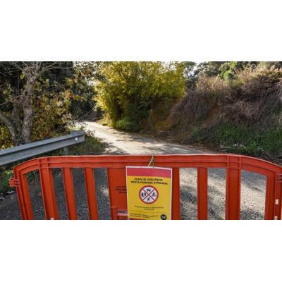 El Govern asegura que habrá más casos positivos de jabalíes afectados por la peste porcina