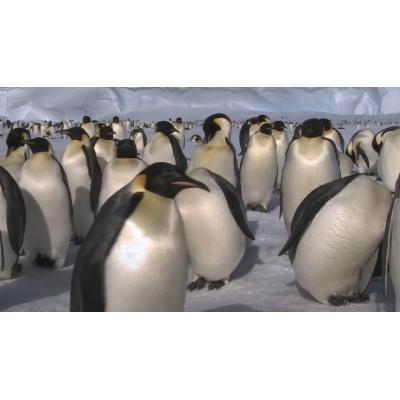 Los pingüinos han adelantado dos semanas su reproducción a causa del cambio climático
