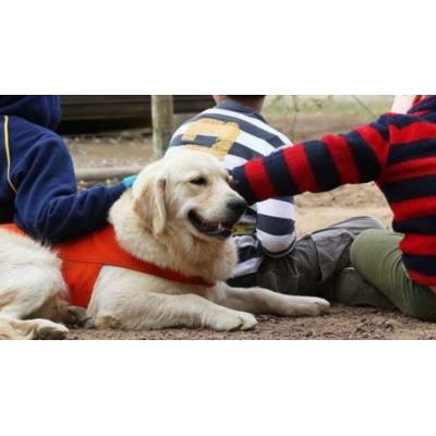 Cinco colegios de Tudela contarán con terapia asistida con animales