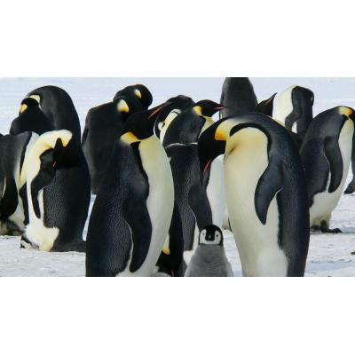 Los pingüinos adelantan dos semanas su reproducción por el cambio climático