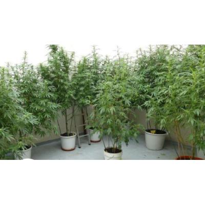 Cultivaban cáñamo en tres pueblos de Navarra y han acabado condenados por tráfico de drogas