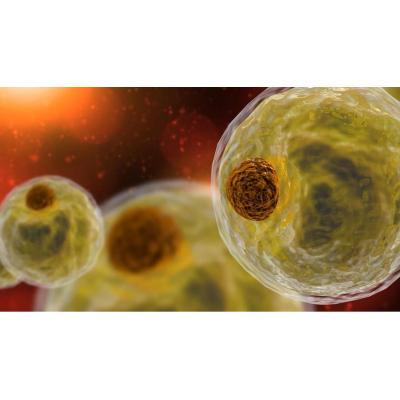 Matar de hambre al cáncer con grasa: una nueva terapia celular basada en los adipocitos