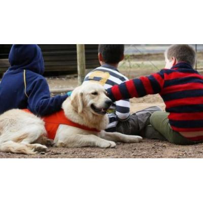 Perros, lectura y apoyo emocional: así será la terapia que llegará a cinco colegios de Navarra
