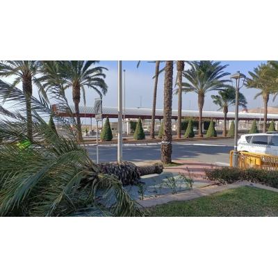 Fallece una mujer al caerle encima una palmera por el fuerte viento