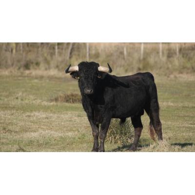 Fallece un hombre de 70 años tras ser atacado por un toro en Cantabria