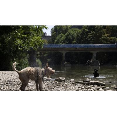 Expediente a una persona por arrojar un perro muerto al Arga