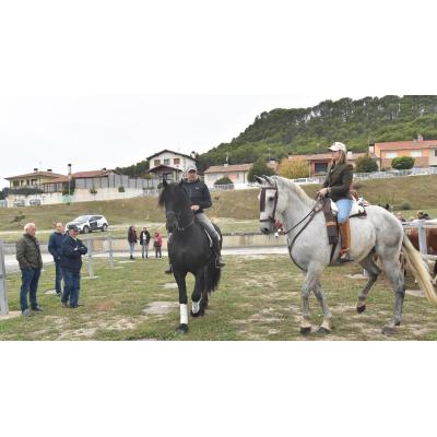 Tafalla adelanta al domingo la cita caballar y lleva a ferias una muestra de perros pachón
