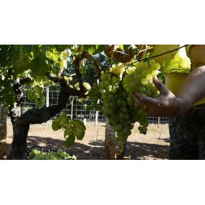El Gobierno aborda con las CCAA la aplicación en el Estado del paquete legislativo sobre el vino