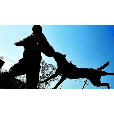 Azuza a su perro para que ataque al policía que lo detenía por maltrato en Pamplona