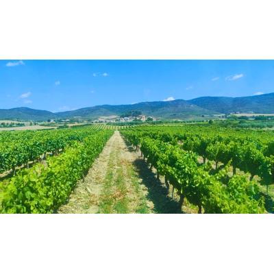 El pueblo de Navarra en riesgo de despoblación que estrenará su vino en una gran feria nacional