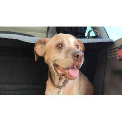 Logran dar en adopción en Ibiza a un perro de 11 años, encontrado a punto de morir en un aparcamiento