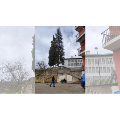 Estella-Lizarra cuenta con su patrimonio arbóreo en su lucha contra el cambio climático
