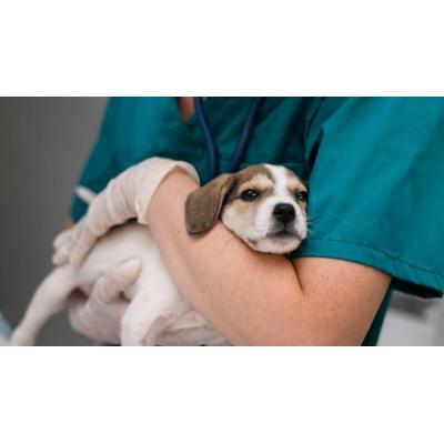 Una modificación en la Ley del Medicamento permitirá a los veterinarios prescribir según su criterio