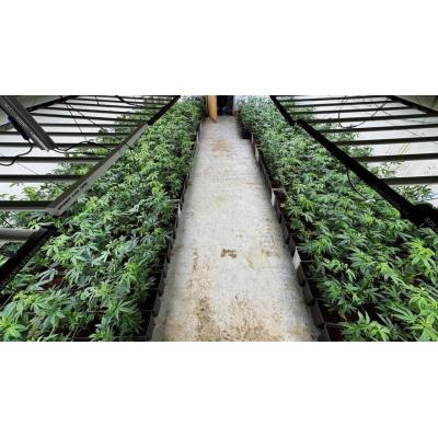 Condenado a siete años de cárcel por matar a un ladrón que entró a robar marihuana en su finca