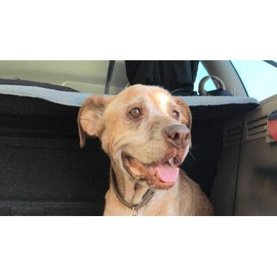 Adoptan a un perro de 11 años encontrado a punto de morir en un aparcamiento de Ibiza