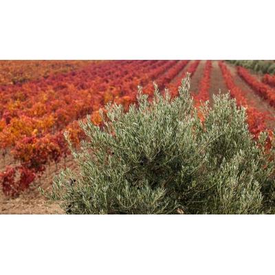 Almazara de Lantziego, un trujal con historia por descubrir en la Rioja Alavesa