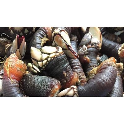 'Gran percebada' y 'gran centollada' en la II Semana de Exaltación Gastronómica del Lar Gallego