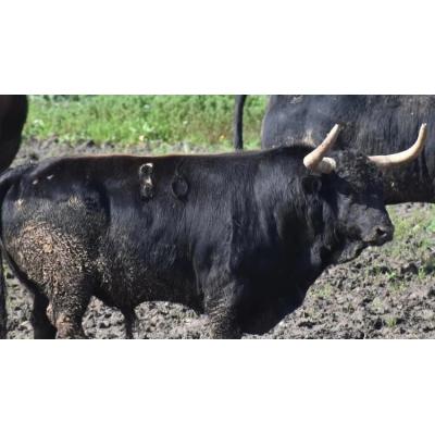 Dos de febrero y La Palmosilla presenta un segundo toro para Sanfermines