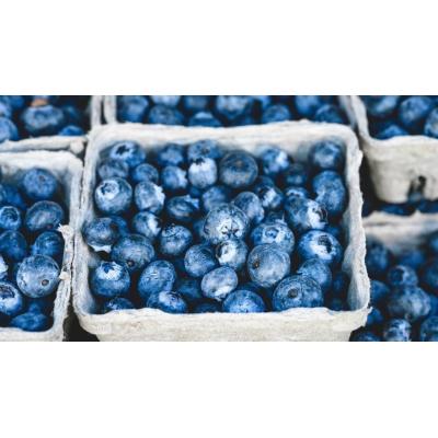 Vinculan los arándanos silvestres con beneficios para la salud de "todo el cuerpo"