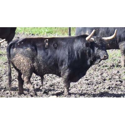 El toro que se “sube” a la ‘escalera’ de San Fermín para correr el encierro de Pamplona