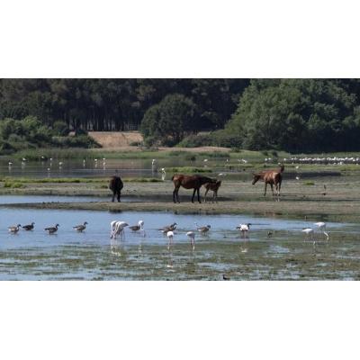 Evacuan al ganado ante el riesgo de inundaciones en Doñana