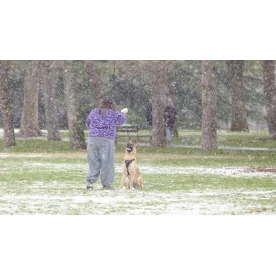 El PSN de Pamplona apuesta por regular la suelta de perros por espacios y horarios concretos