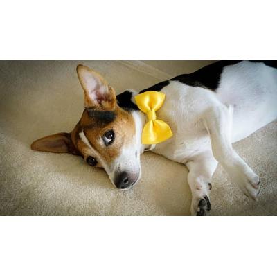 ¿Qué indica el lazo amarillo en la correa de un perro y por qué debes respetarlo?