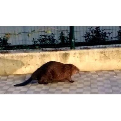 Fallece atropellado el castor de la Txantrea