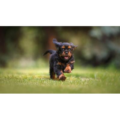 Pamplona da el primer paso para regular la suelta de perros en espacios y horarios concretos
