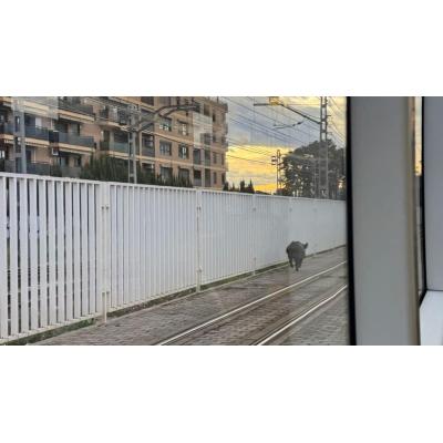 Un jabalí se cuela en los túneles del metro de Valencia y provoca retrasos