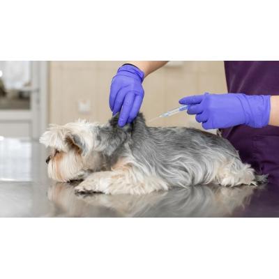 Una sentencia pionera avala faltar al trabajo por una urgencia veterinaria