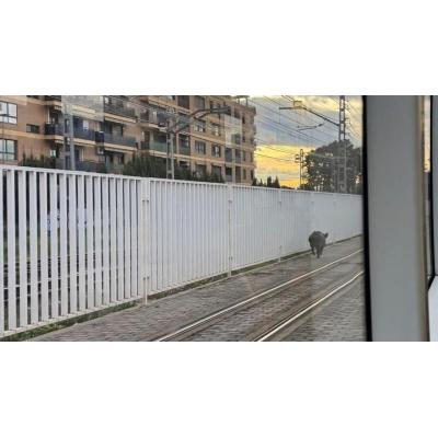 Un jabalí provoca retrasos en el metro de Valencia tras acceder a las vías en hora punta