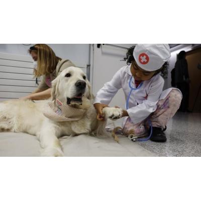 No son médicos, pero curan: así trabajan los perros terapeutas en Pamplona