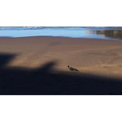 Aparece un foca en la playa de La Concha de San Sebastián, donde es custodiada para volver al mar
