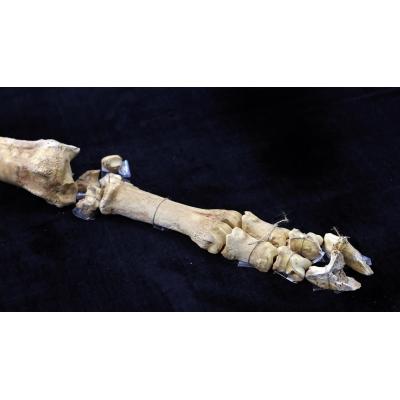 Fotos del esqueleto del bisonte de hace 4.000 años hallado en Urbasa