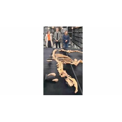 Vídeo del esqueleto del bisonte de hace 4.000 años hallados en Urbasa