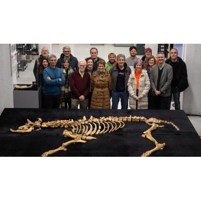 Hallado el esqueleto casi completo de un bisonte de hace 4.000 años en Urbasa