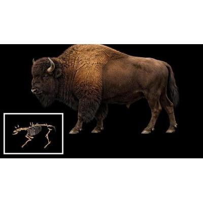 Un bisonte de 850 kilos y 4.000 años: así recrea la IA los restos hallados en Urbasa