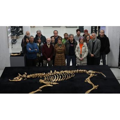 Hallado un esqueleto de bisonte de hace 4.000 años en Urbasa