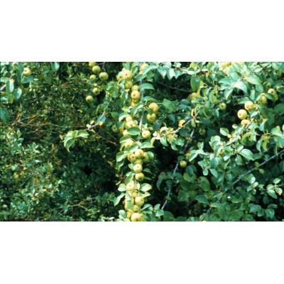 ¿Qué es el fuego bacteriano que afecta a los árbol frutales en Navarra?