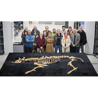 Aparece en Navarra el esqueleto de un bisonte prehistórico con la flecha que lo mató entre las costillas